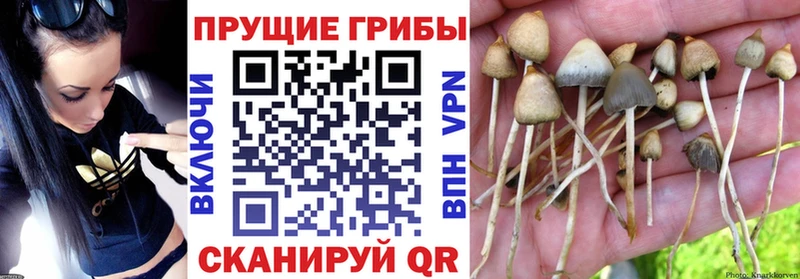 Галлюциногенные грибы Psilocybine cubensis  Кунгур 